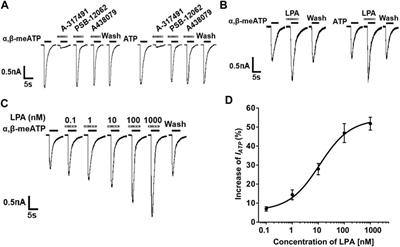 Enhancement of P2X3 Receptor-Mediated Currents by Lysophosphatidic Acid in Rat Primary Sensory Neurons